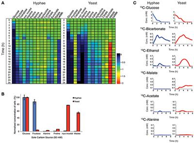 Extensive Metabolic Remodeling Differentiates Non-pathogenic and Pathogenic Growth Forms of the Dimorphic Pathogen Talaromyces marneffei